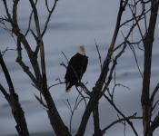 2015 02 07 RedWing 023